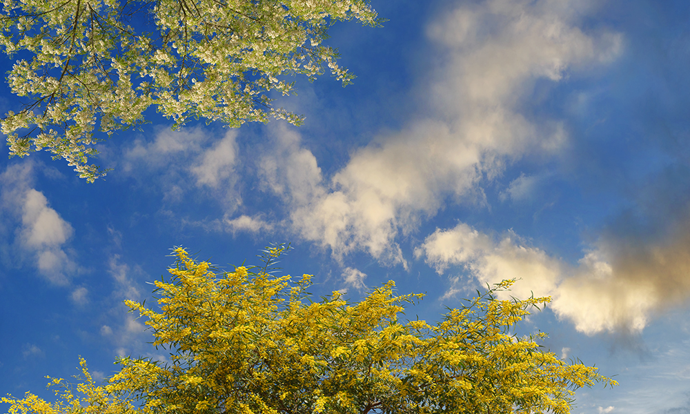 spring blossoms 05